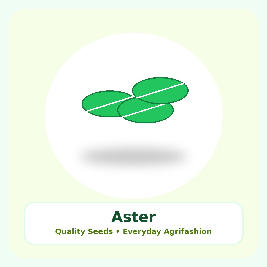 Aster Seeds 50 Seeds