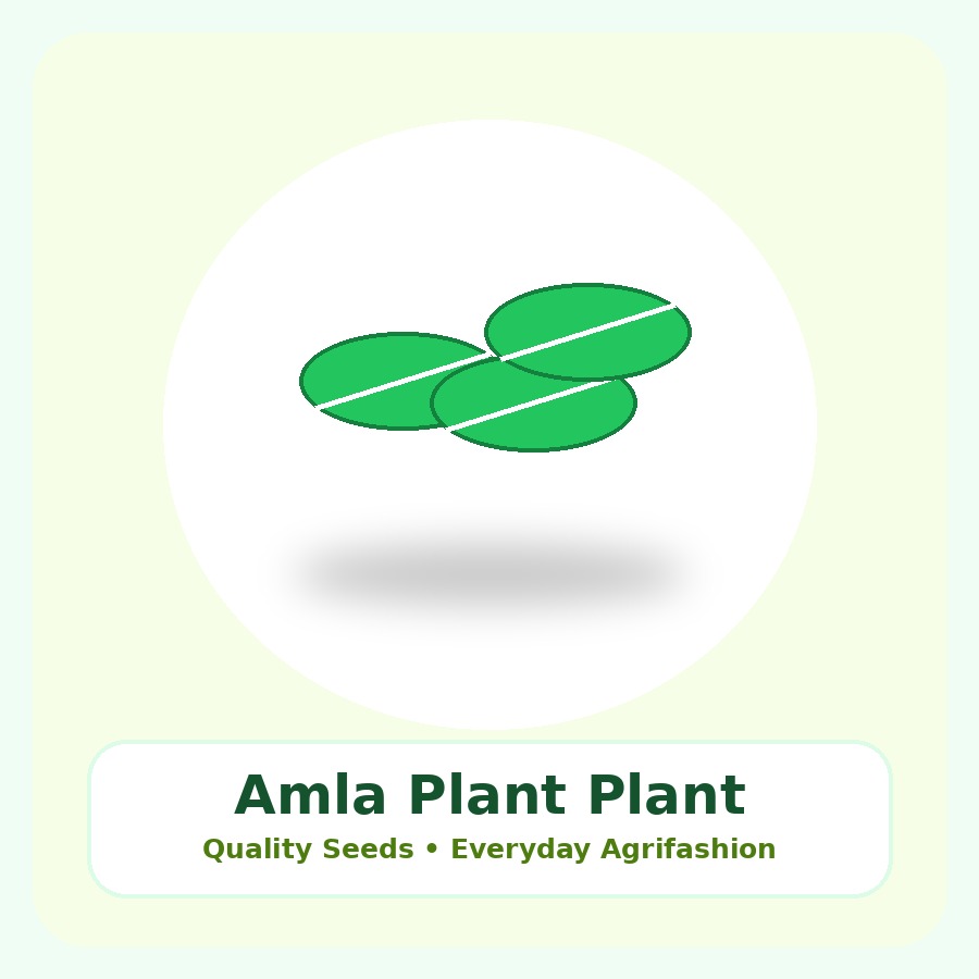 Amla Plant Premium Plant