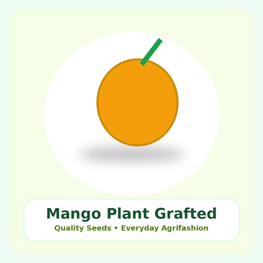 Mango Plant Grafted Plant