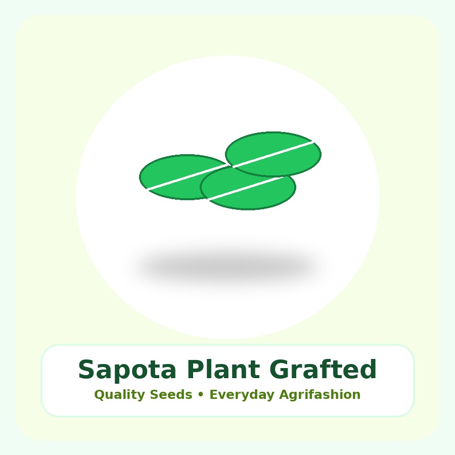 Sapota Plant Grafted Plant